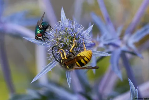 This nature photograph captures a close-up view of a bee and a fly interacting with the vibrant spiky flower head of a blue eryngo plant. The image was taken in the morning during the summer, as indicated by the soft natural light and timestamp, highlighting the intricate details of the plants and insects. The bee, identifiable by its yellow and black bands, and the iridescent green fly are shown actively foraging on the blue eryngo, demonstrating the critical relationship between bees, insects, and flowering plants in a summer ecosystem. This still life composition emphasizes the diversity of insect life and the unique beauty of blue eryngo within its natural habitat.